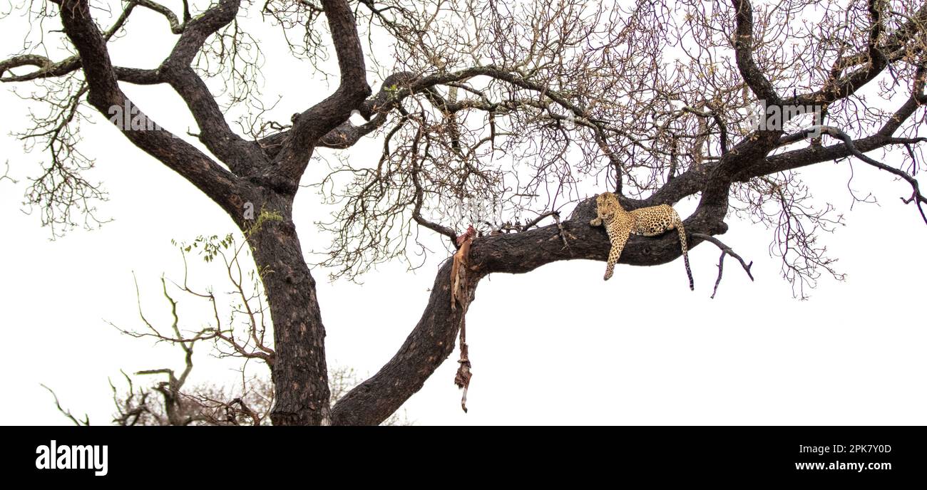 A leopard, Panthera pardus, lying in a tree with a kill. Stock Photo
