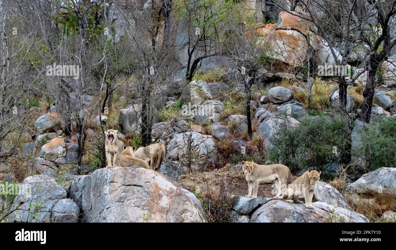 A pride of lions, Panthera leo, walking on rocks Stock Photo - Alamy