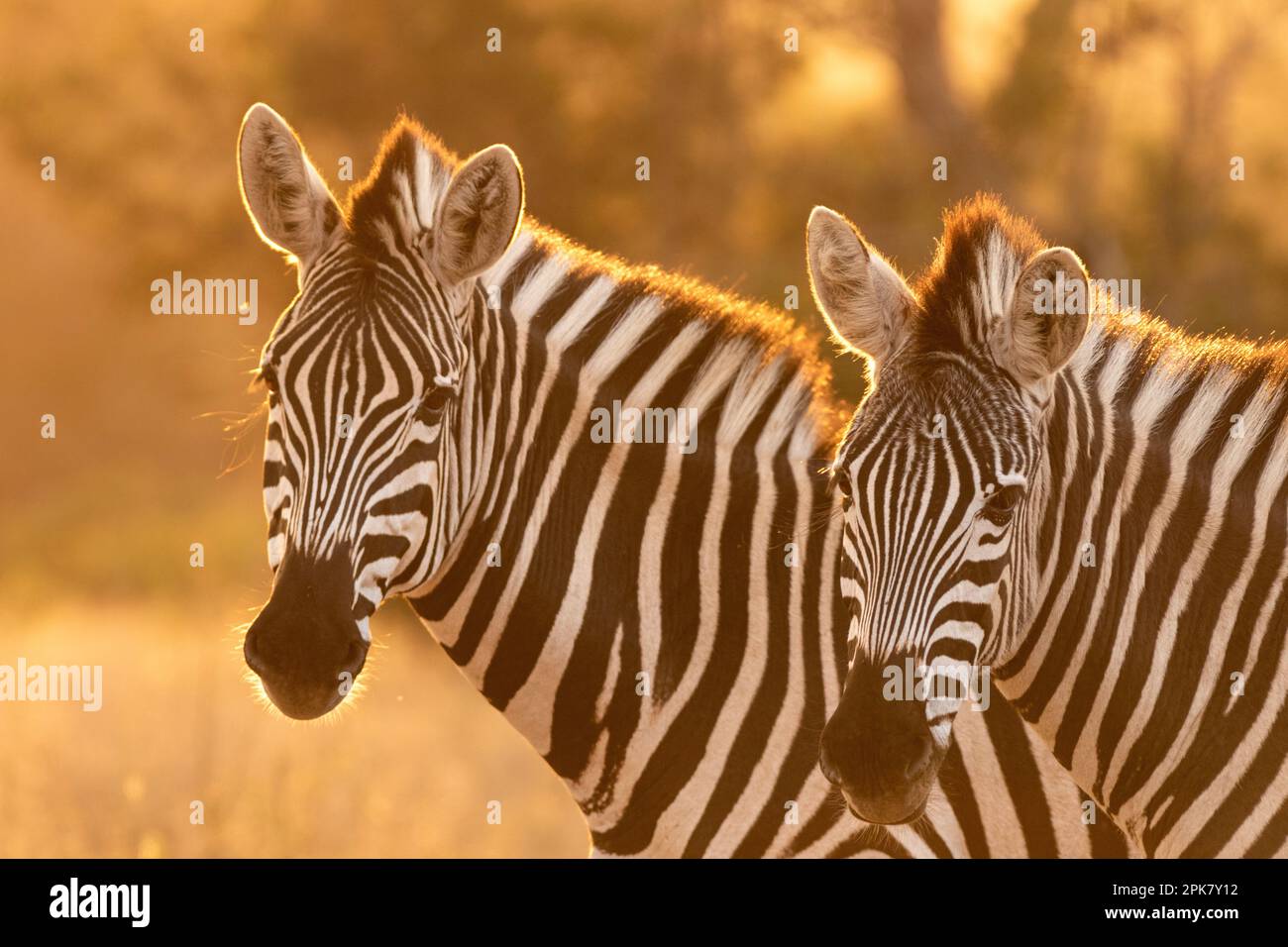 Two zebra, Equus quagga, standing in golden light. Stock Photo