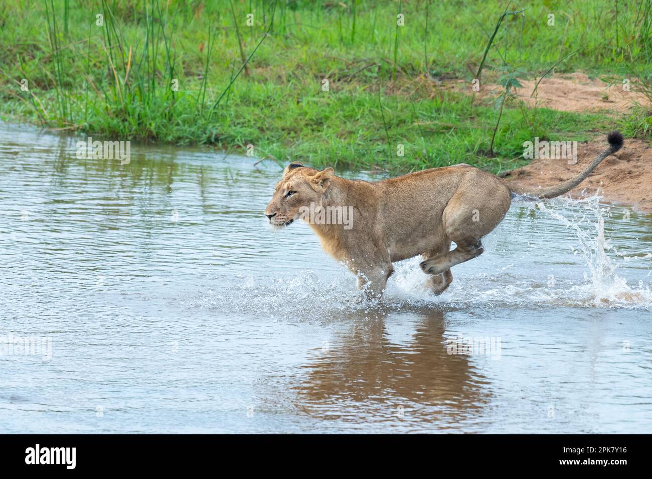 A lioness, Panthera leo, runs through a river. Stock Photo