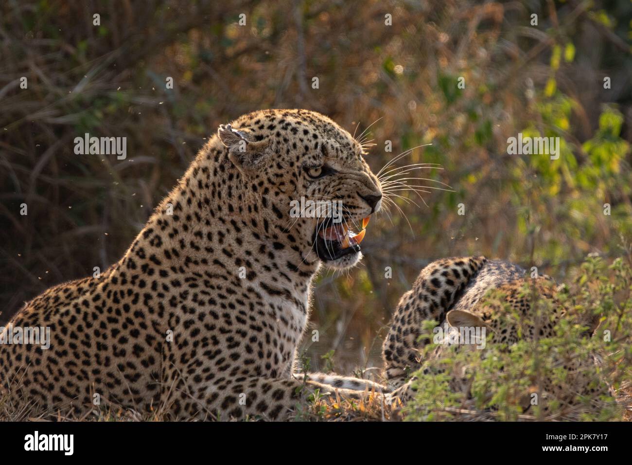 A male leopard, Panthera pardus, snarling. Stock Photo