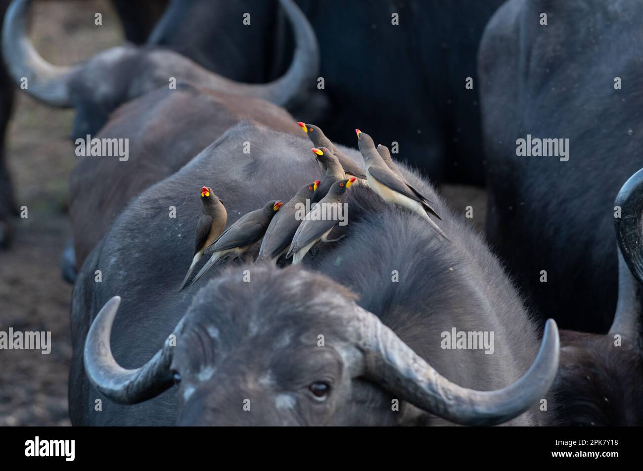 Yellow Billed Oxpeckers, Buphagus africanus, on the back of a buffalo. Stock Photo