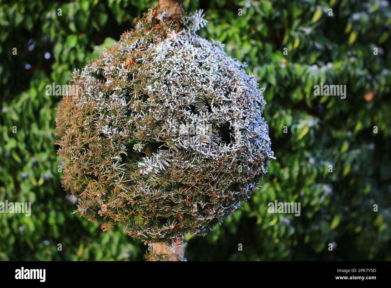 Topiary yew with ball shape in winter. Stock Photo