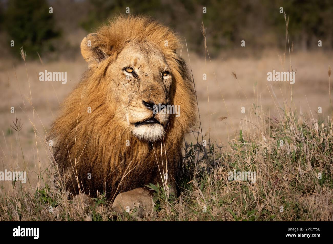 Lion panthera leo lies hi-res stock photography and images - Alamy