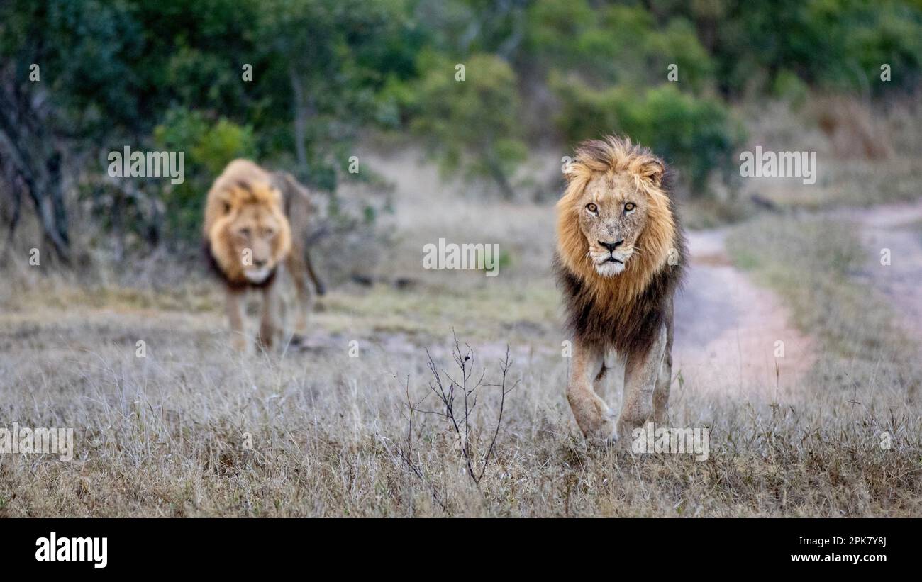 Two male lions, Panthera leo, walk together. Stock Photo