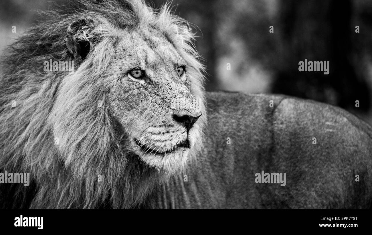 Portrait of a male lion,Panthera leo, in black and white. Stock Photo