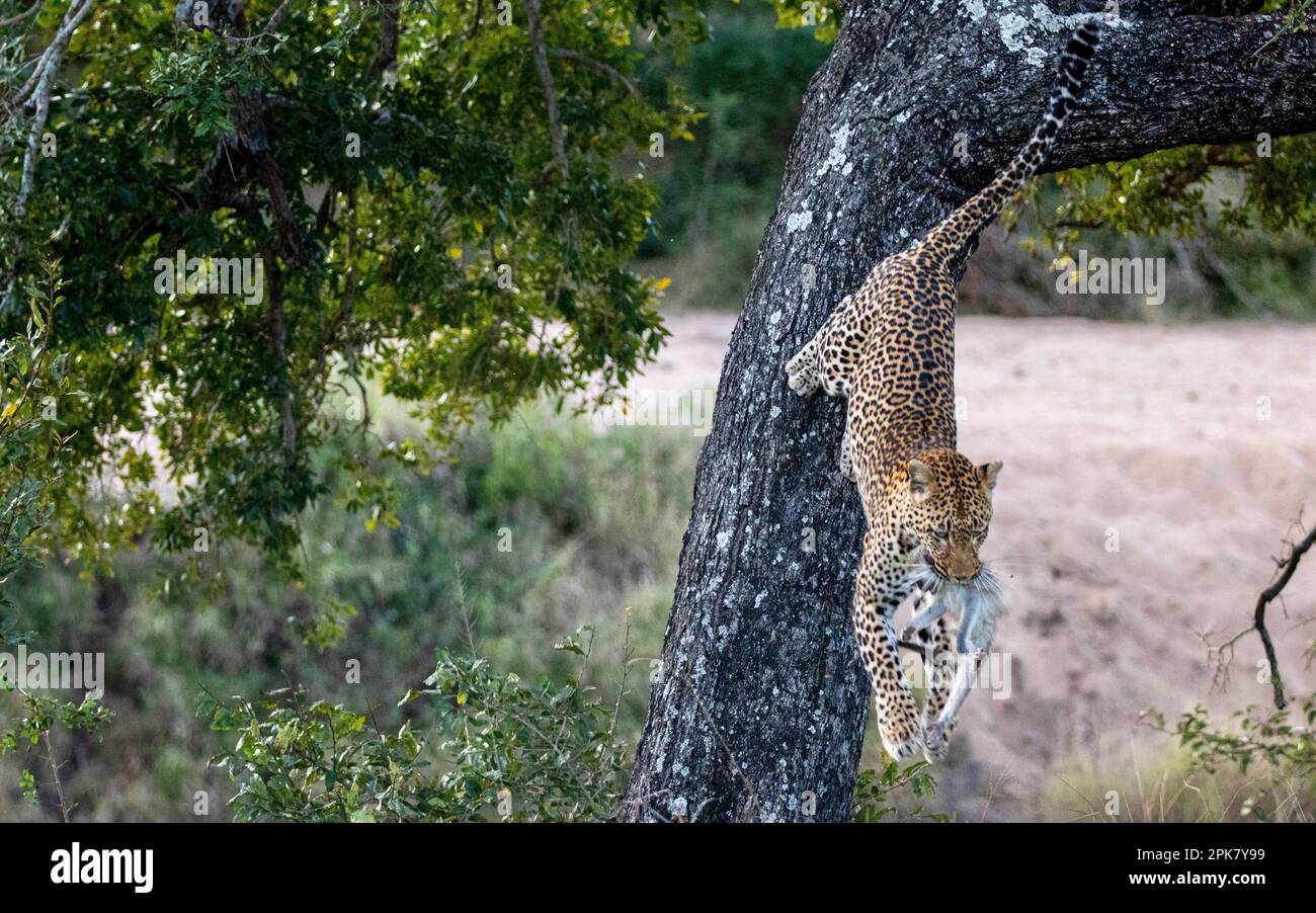 A leopard, Panthera pardus, climbs down a tree with a dead vervet monkey, Chlorocebus pygerythrus, in its mouth. Stock Photo