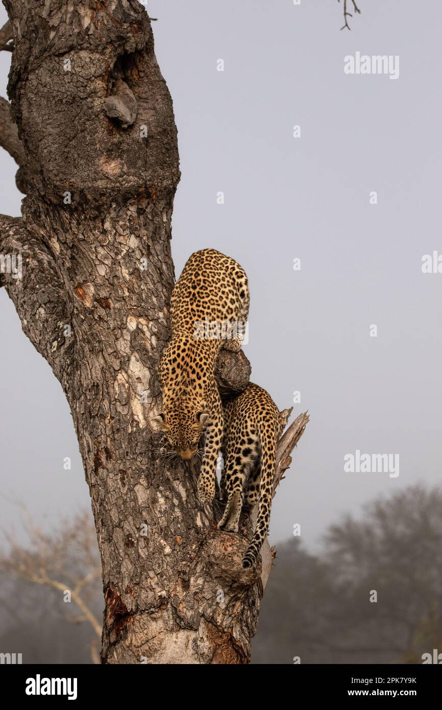 Two young female leopards, Panthera pardus, climb a tree. Stock Photo