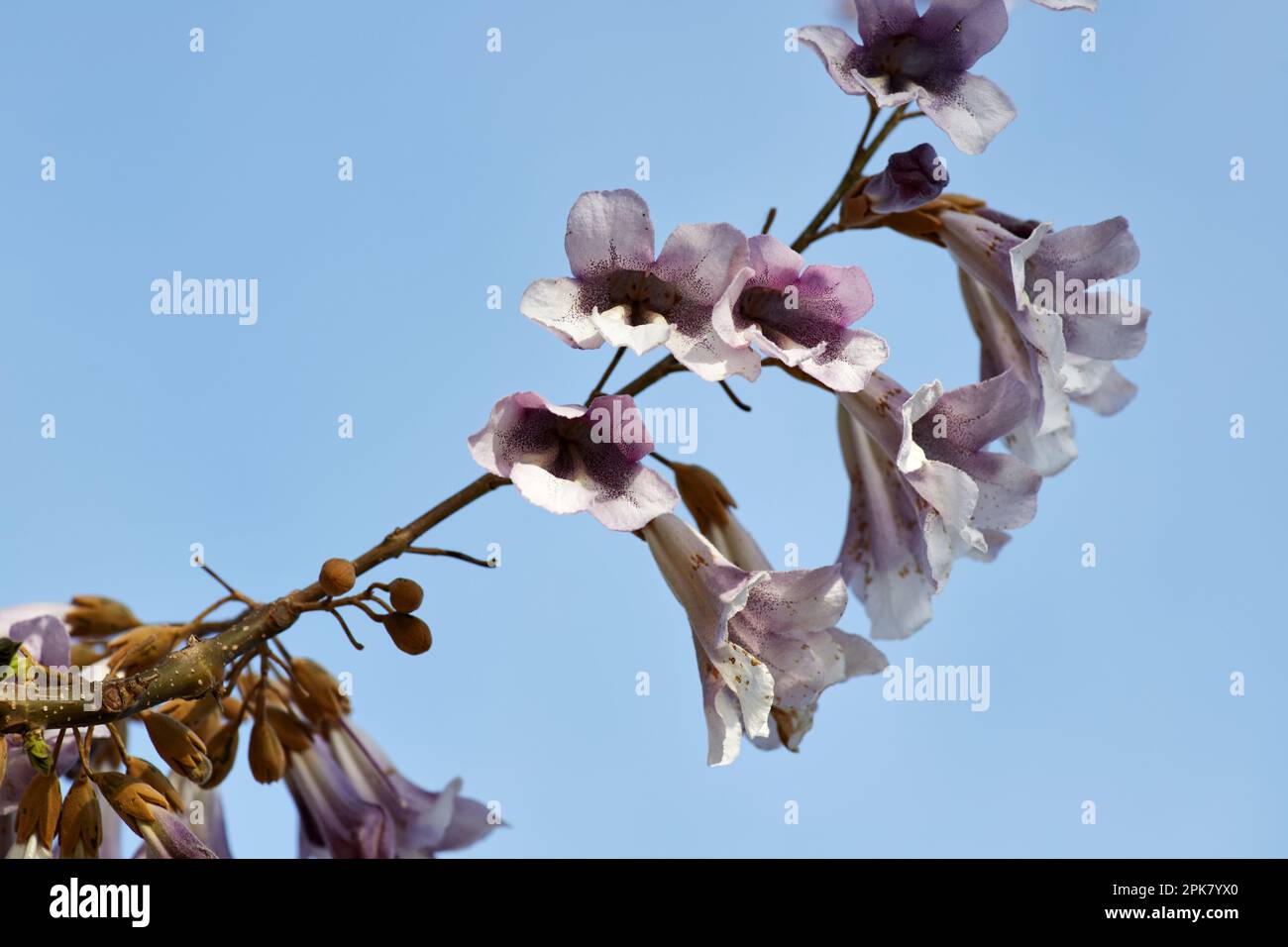 Flowers of Paulownia tomentosa tree against blue sky on sunny spring day Stock Photo