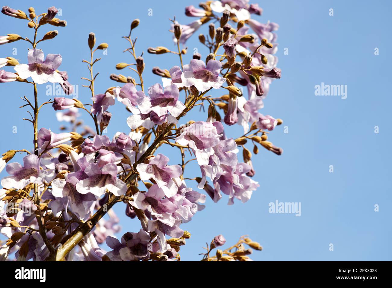 Flowers of Paulownia tomentosa tree against blue sky on sunny spring day Stock Photo