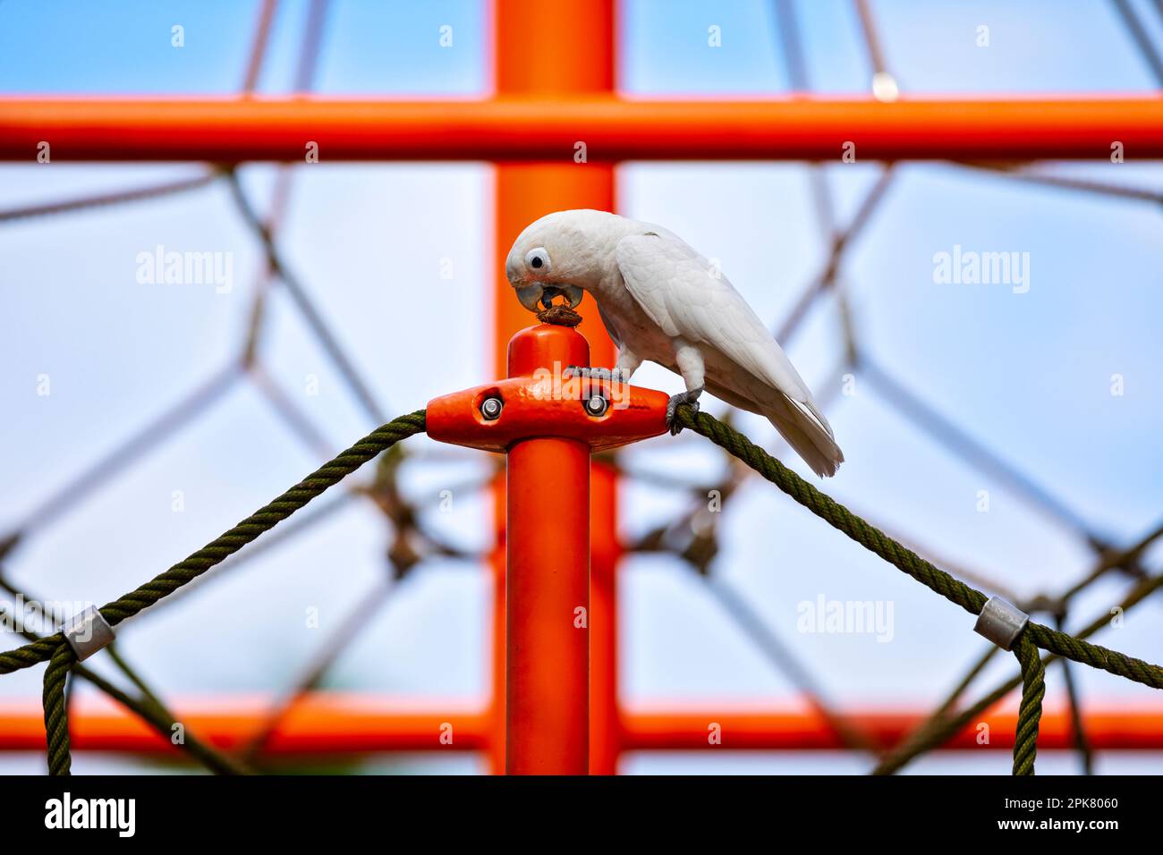 Tanimbar corella eating a sea almond seed while perching on a playground climbing frame in Changi Beach Park, Singapore Stock Photo