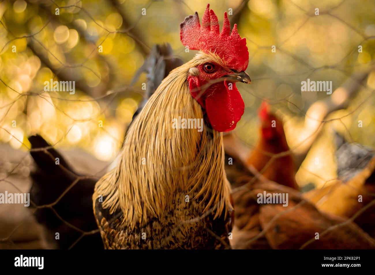 Domestic Rooster portrait at Guatemala Stock Photo - Alamy