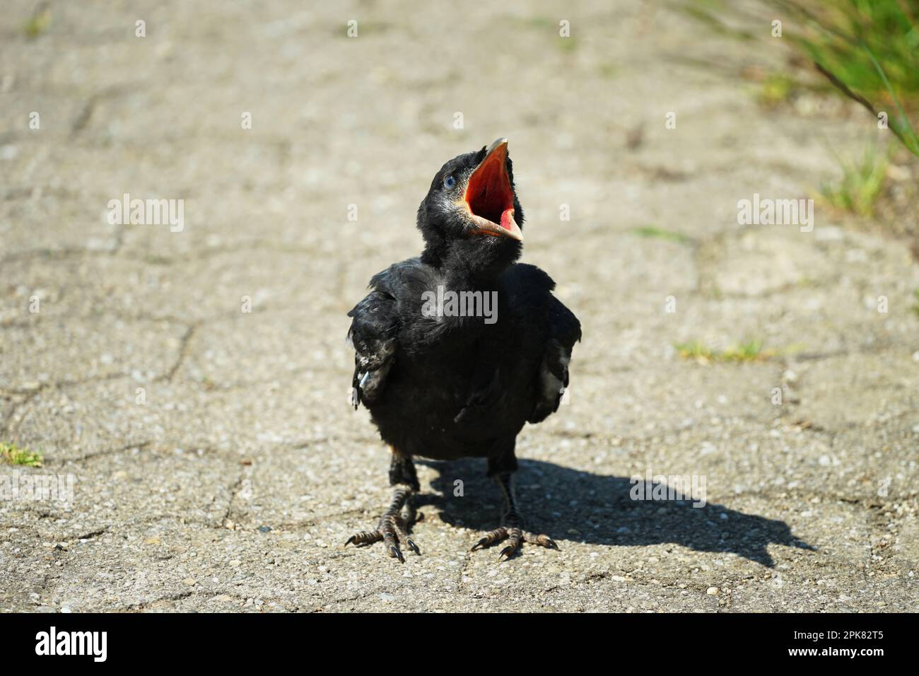 Little hungry screaming bird raven in a meadow, kleiner schreiender Rabe Vogel in einer Wiese in Bayern, Bavaria, Germany Stock Photo