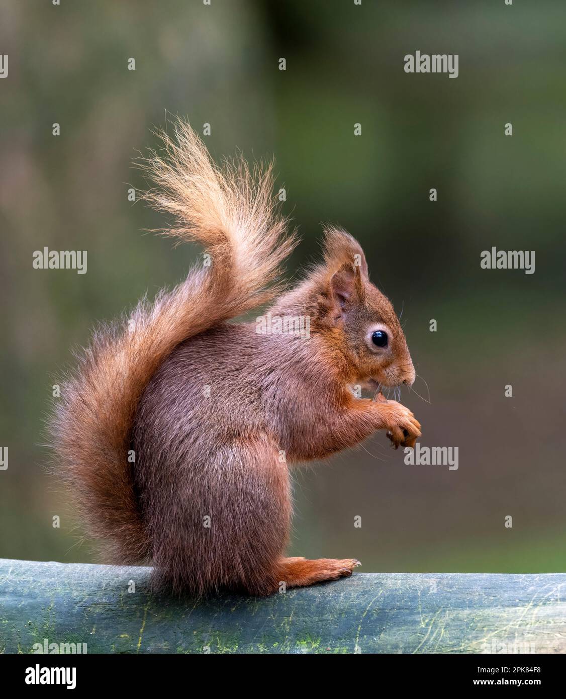 A solitary British Red Squirrel, (Sciurus vulgaris), sitting and eating