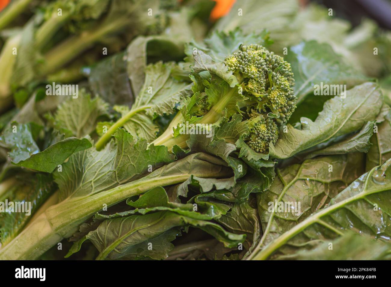 Turnip greens hires stock photography and images Alamy