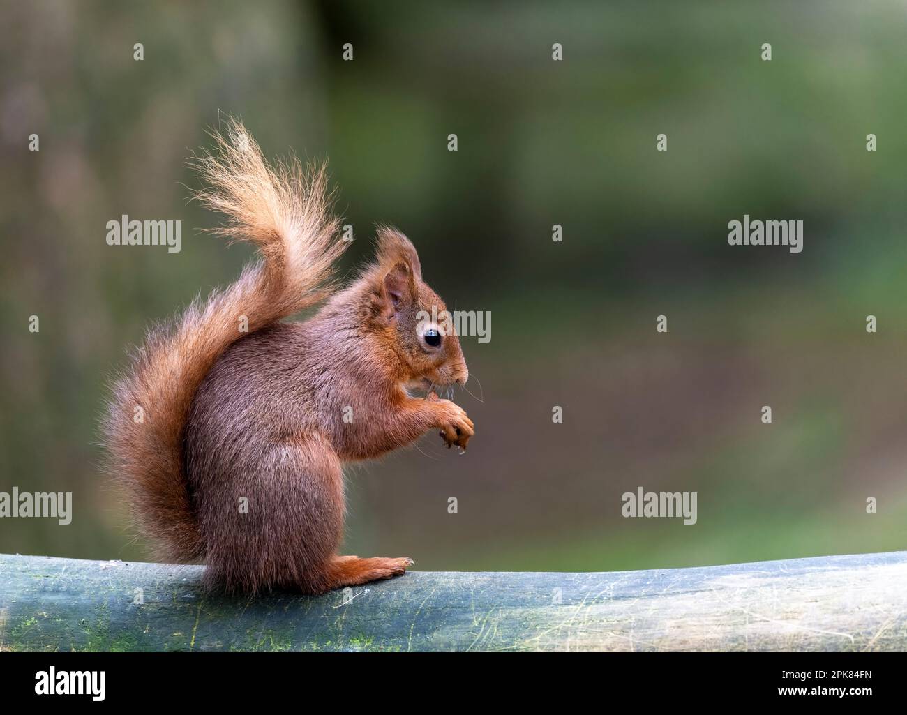 A solitary British Red Squirrel, (Sciurus vulgaris), sitting and eating anHazlenut, its staple diet Stock Photo