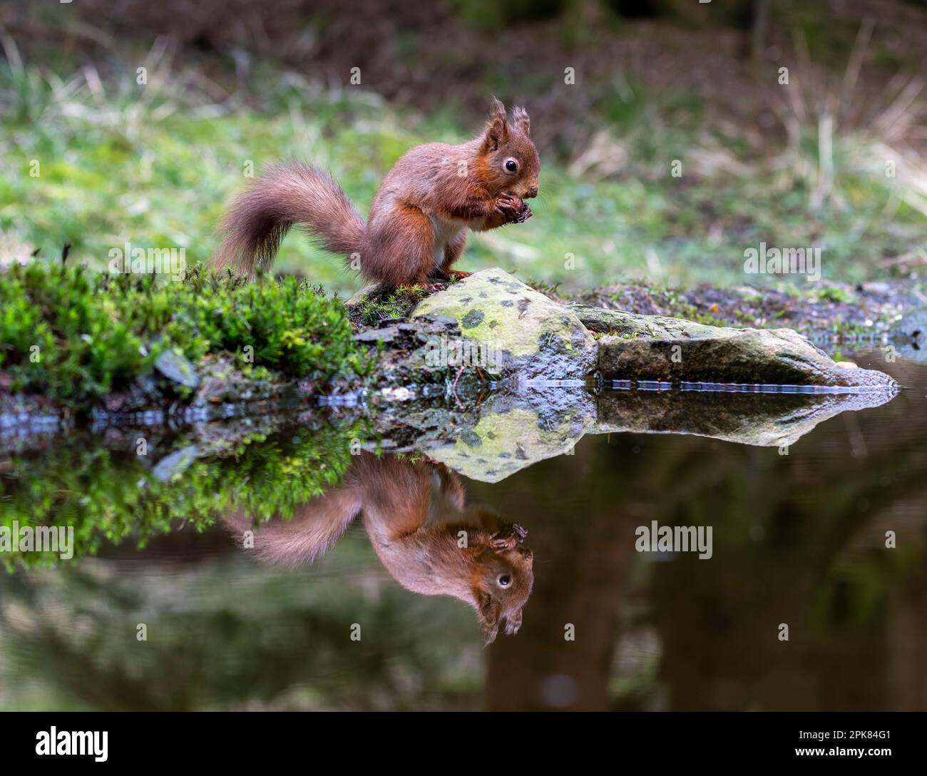 A British Red Squirrel, (Sciurus vulgaris), standing by a pool of water eating a Hazelnut, (with reflection) Stock Photo