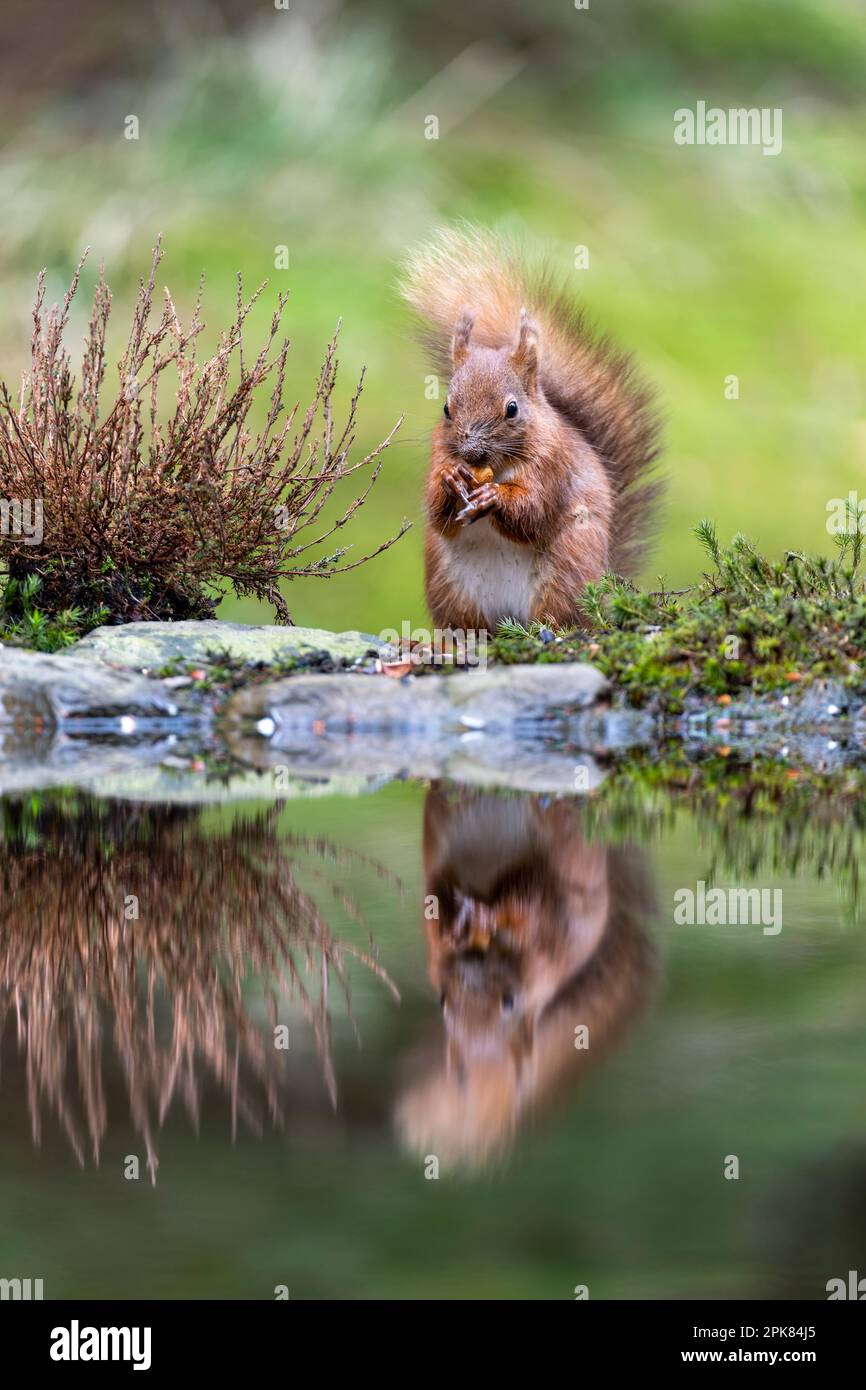 A British Red Squirrel, (Sciurus vulgaris), standing by a pool of water eating a Hazelnut, (with reflection) Stock Photo
