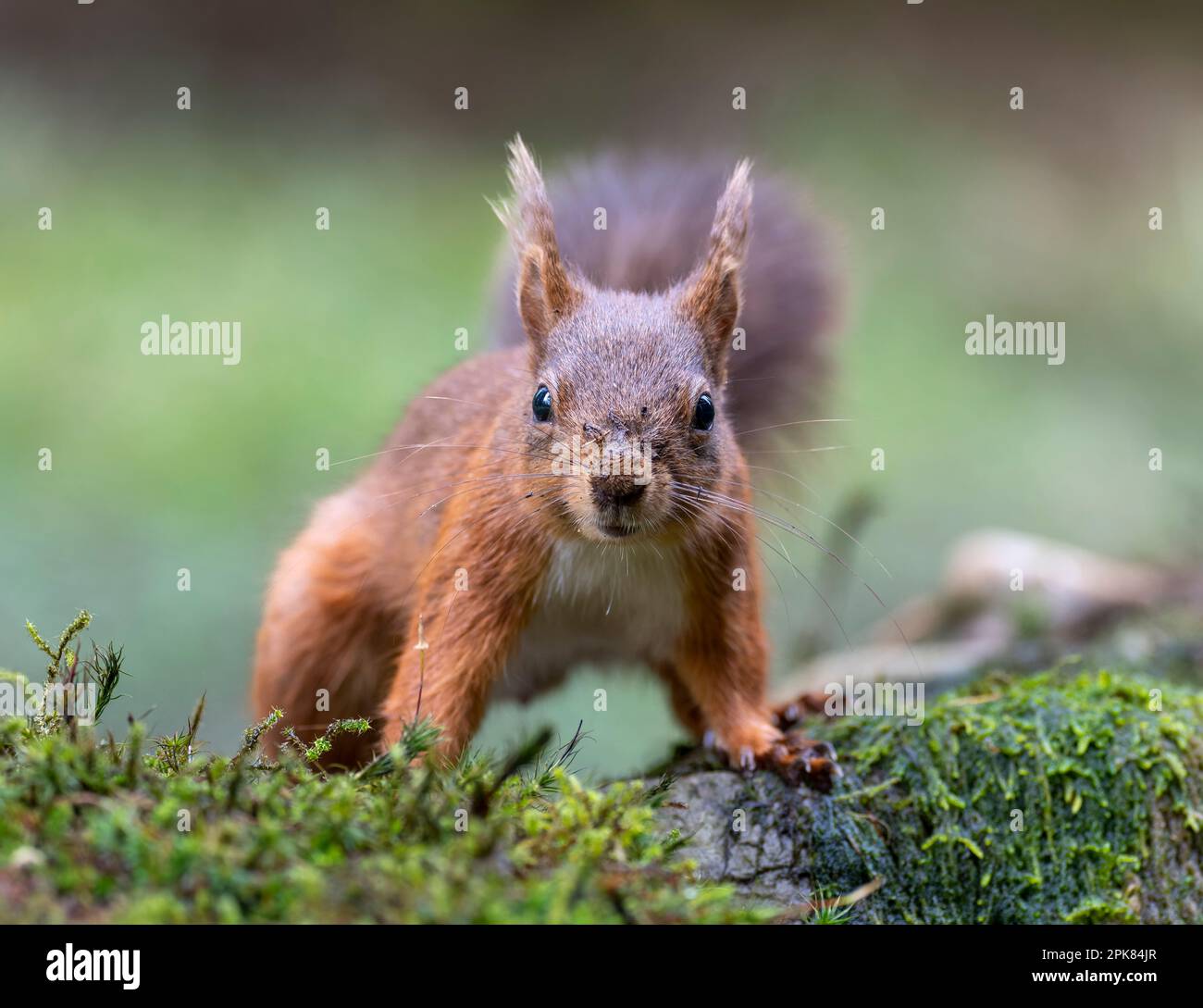 A British Red Squirrel, (Sciurus vulgaris), on a log and looking forwards, towards the camera Stock Photo