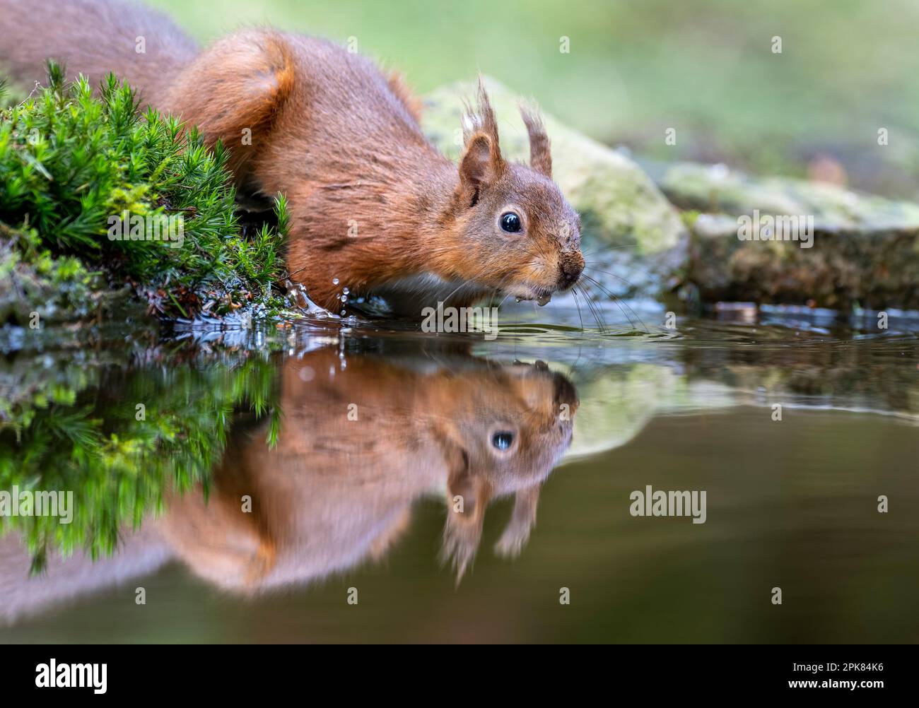 A British Red Squirrel, (Sciurus vulgaris), looking into a pool of water, (with reflection) Stock Photo