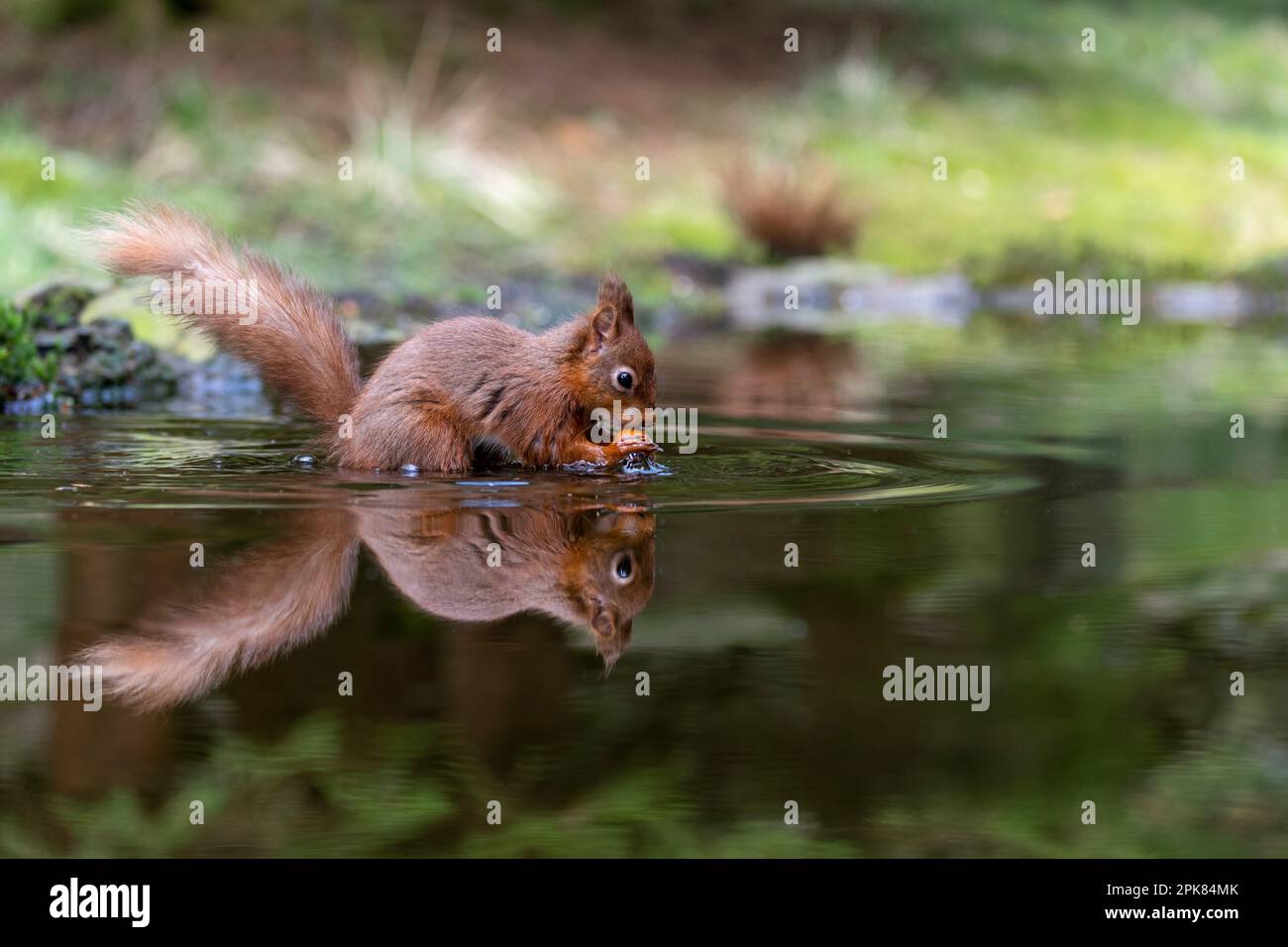 A British Red Squirrel, (Sciurus vulgaris), standing in a pool of water eating a Hazelnut, (with reflection) Stock Photo