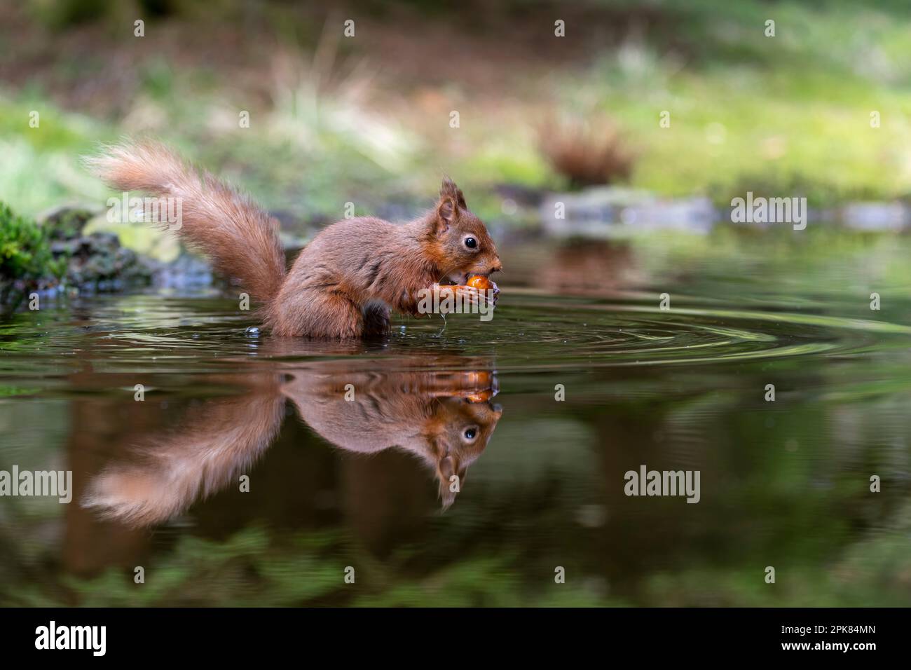 A British Red Squirrel, (Sciurus vulgaris), standing in a pool of water eating a Hazelnut, (with reflection) Stock Photo