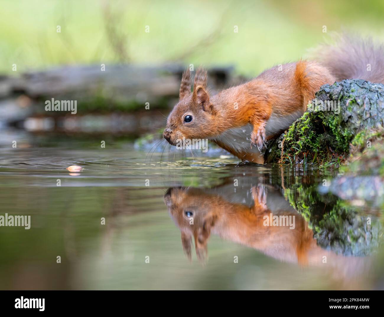 A British Red Squirrel, (Sciurus vulgaris), looking into a pool of water, (with reflection) Stock Photo