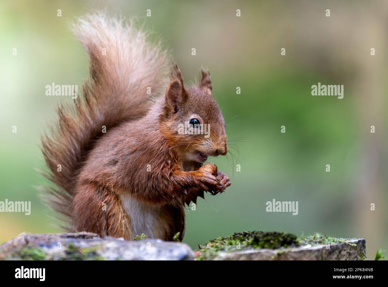 A solitary British Red Squirrel, (Sciurus vulgaris), sitting on a rock and eating a Hazlenut, its staple diet Stock Photo