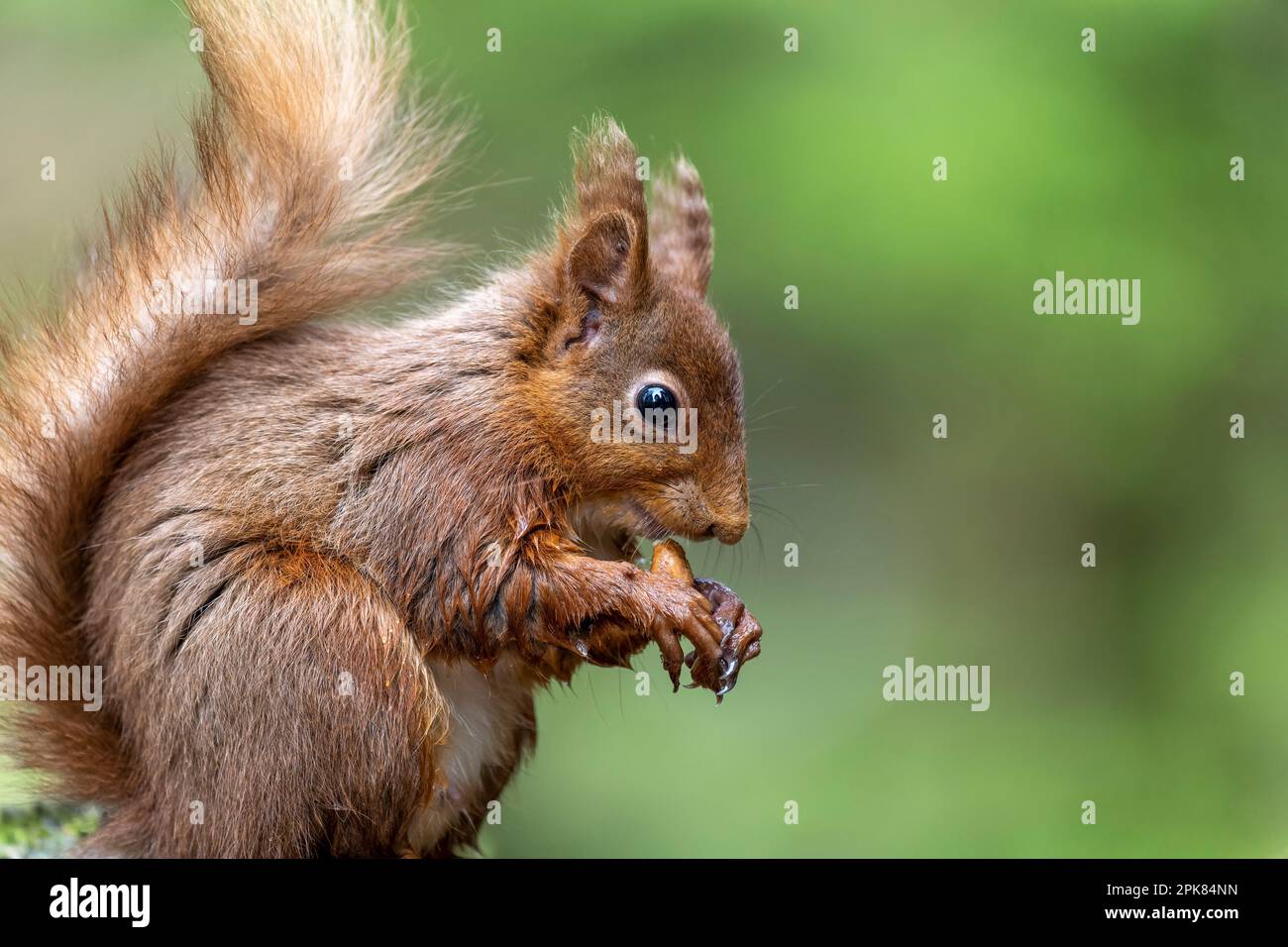 A British Red Squirrel, (Sciurus vulgaris), sitting and eating a Hazlenut (its staple diet) Stock Photo