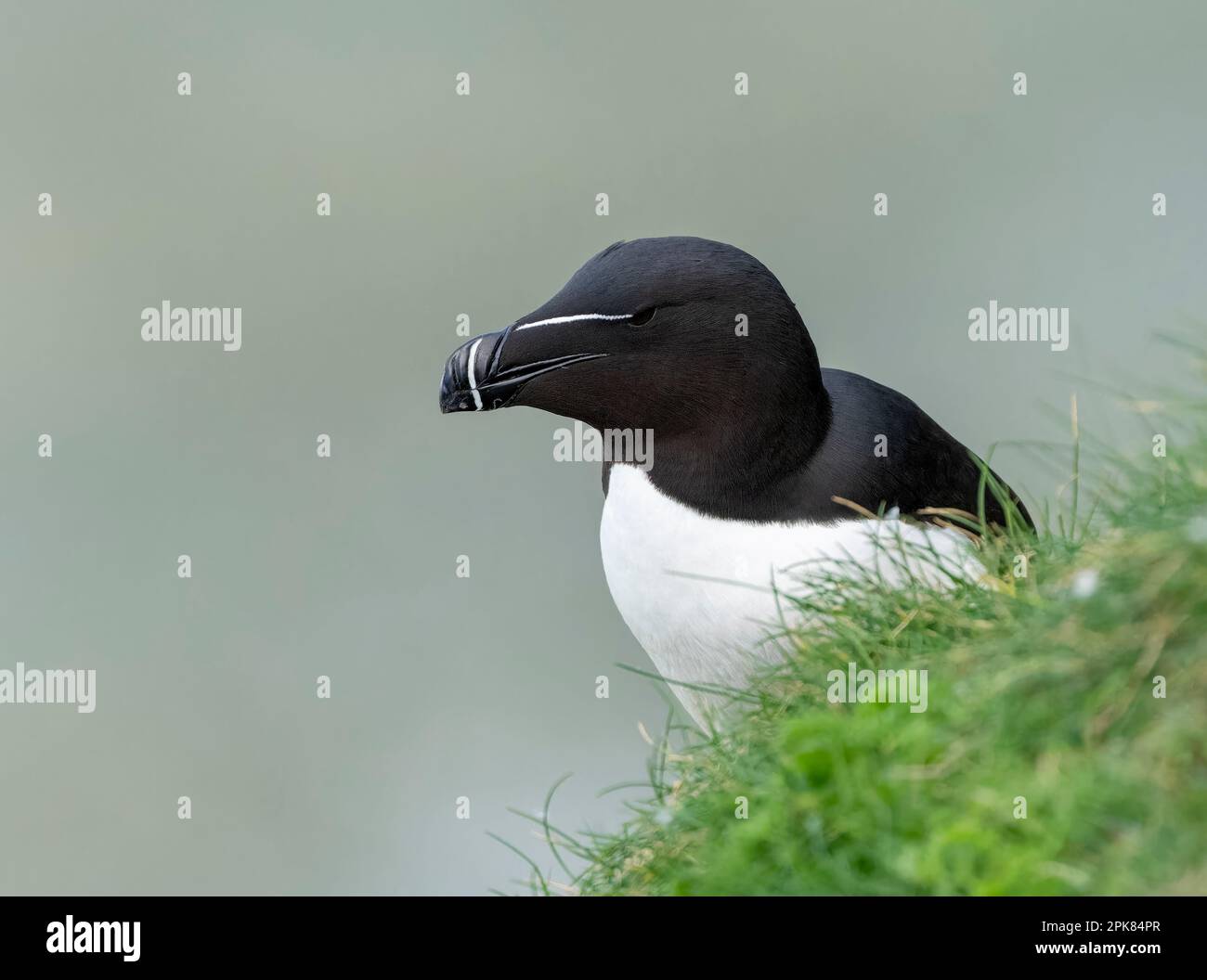British seabirds hi-res stock photography and images - Alamy
