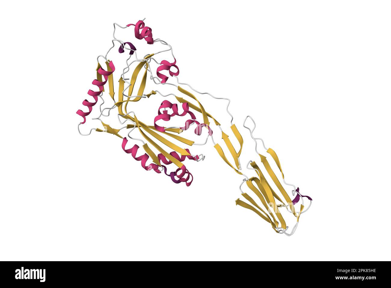 Structure of perfringolysin O. 3D cartoon model, secondary structure color scheme, PDB 1m3i, white background Stock Photo