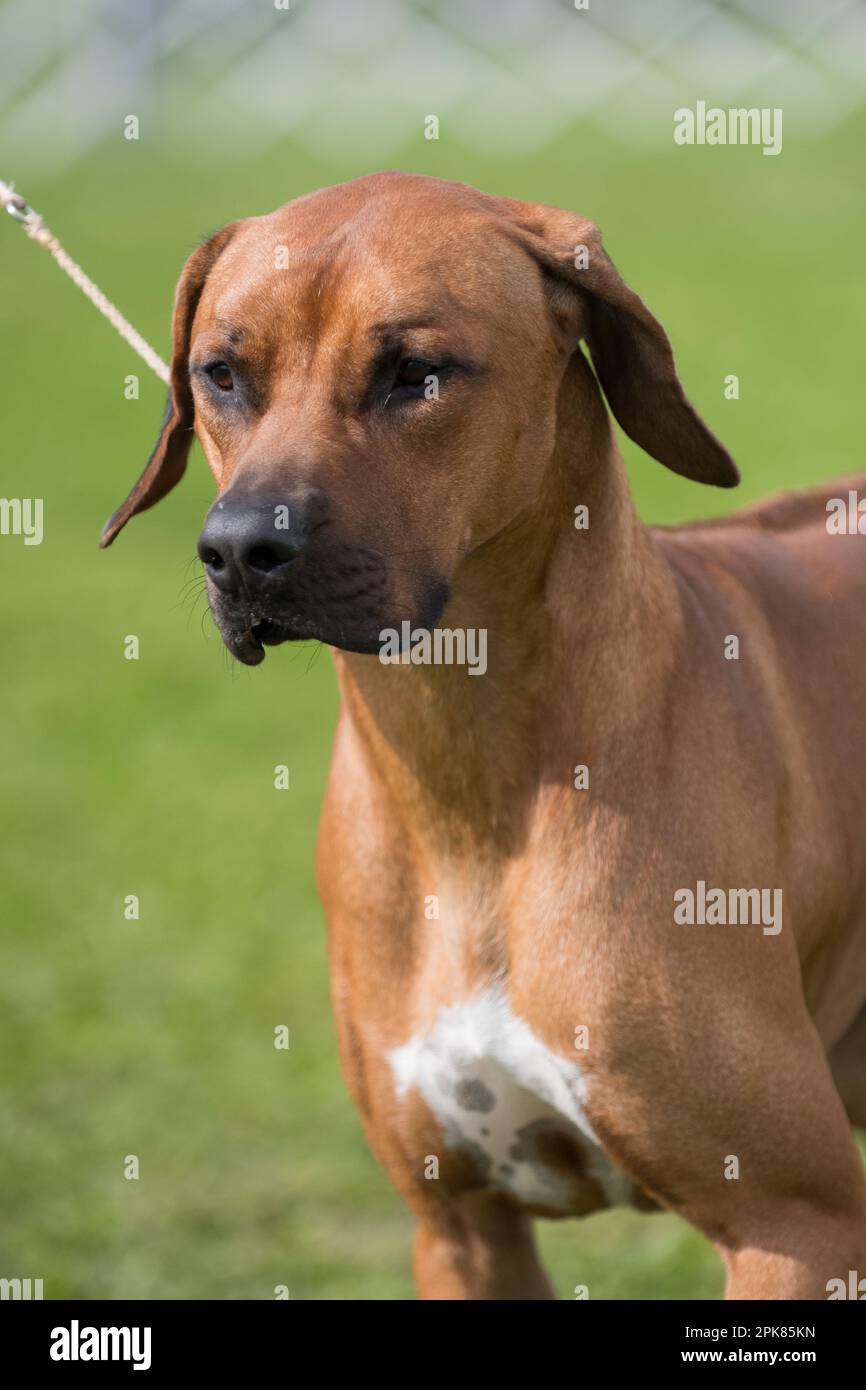 Rhodesian Ridgeback portrait facing camera Stock Photo - Alamy