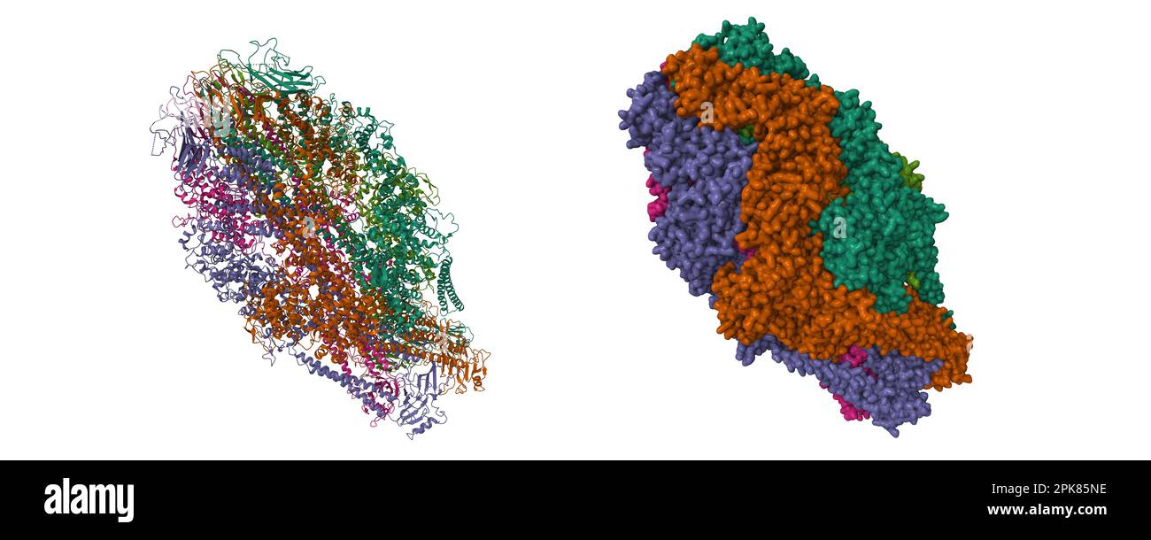 Cryo-EM structure of Yersinia pseudotuberculosis TcaA-TcaB. 3D cartoon and Gaussian surface models, PDB 6rwb, white background Stock Photo