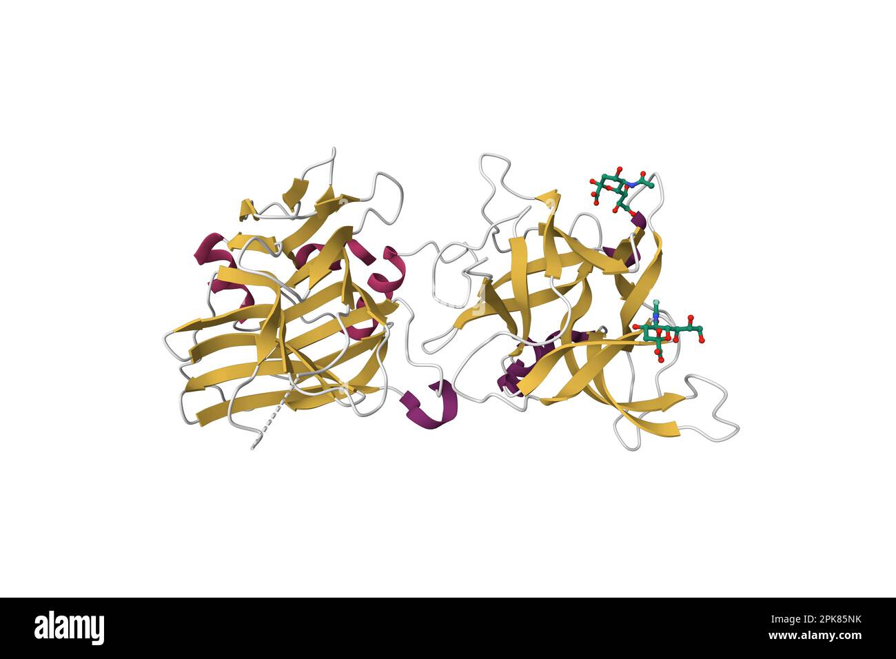 Structure of botulinum neurotoxin type C. 3D cartoon model, secondary structure color scheme, PDB 3r4s, white background Stock Photo