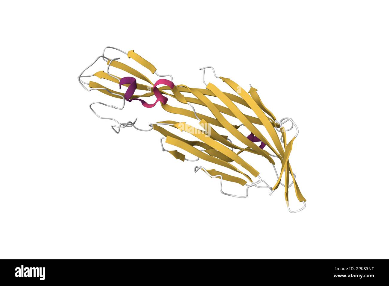 Clostridium perfringens delta-toxin. 3D cartoon model, secondary structure color scheme, PDB 2ygt, white background Stock Photo