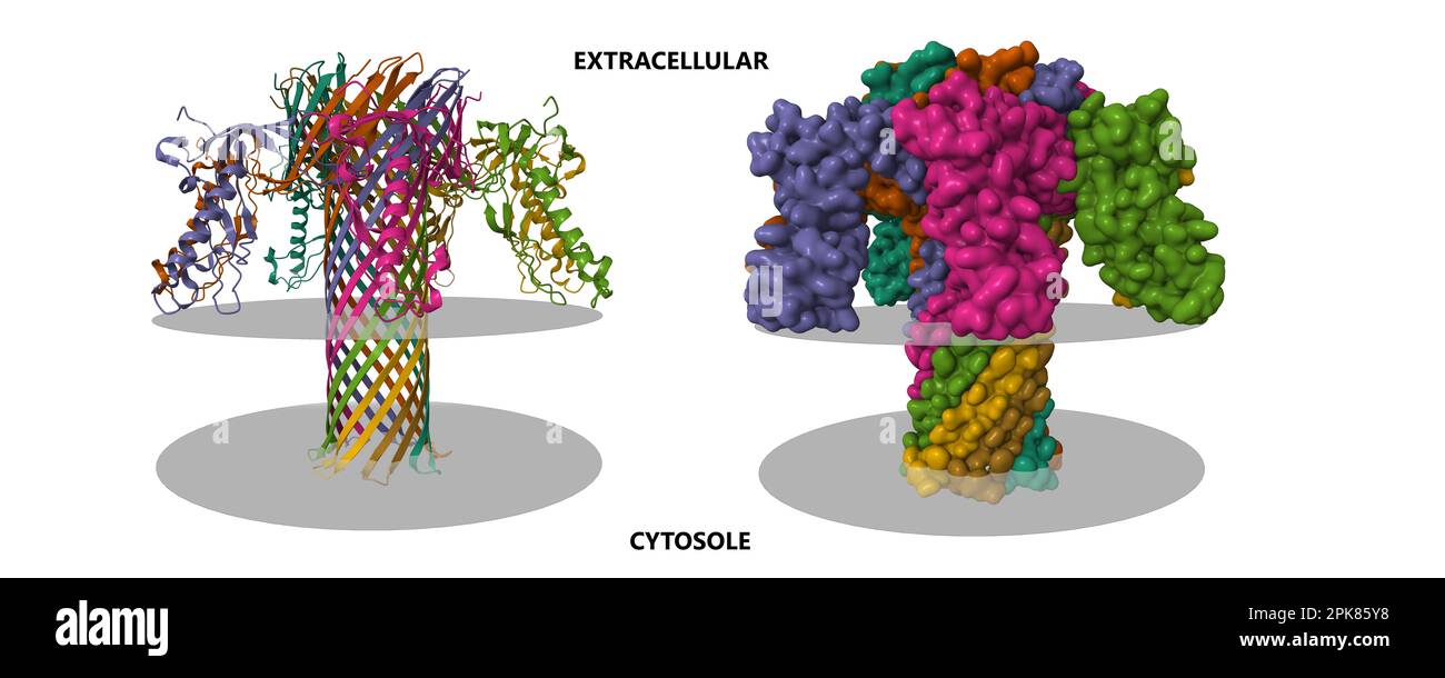 The pore structure of Clostridium perfringens epsilon toxin. 3D cartoon and Gaussian surface models, PDB 6rb9, chain id color scheme, white background Stock Photo