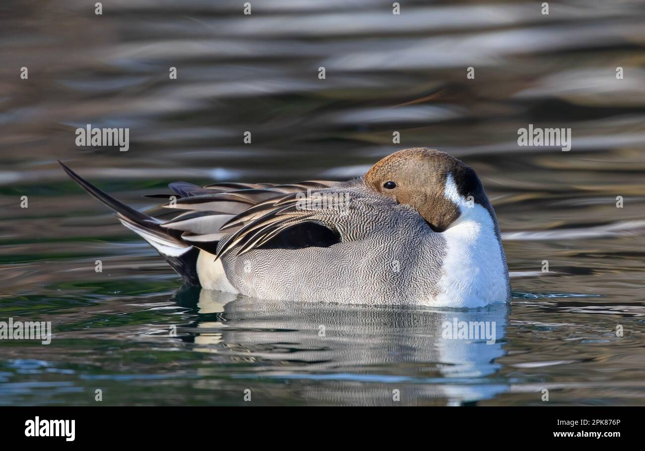Northern Pintail duck male (Anas acuta) swimming on a local winter pond in Canada Stock Photo