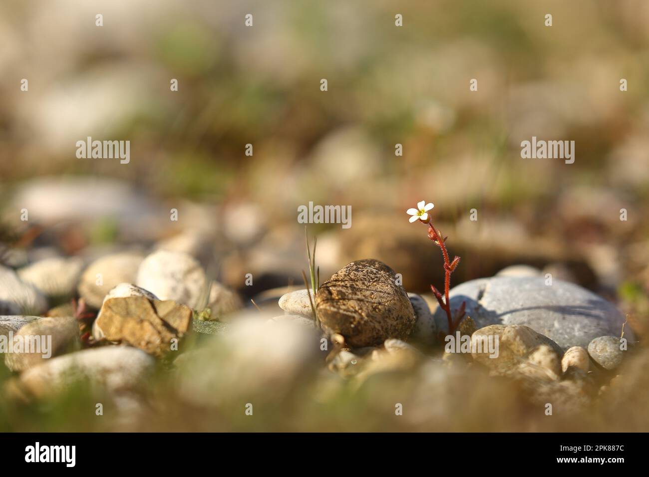 Small white flower growing between rocky pebbles Stock Photo