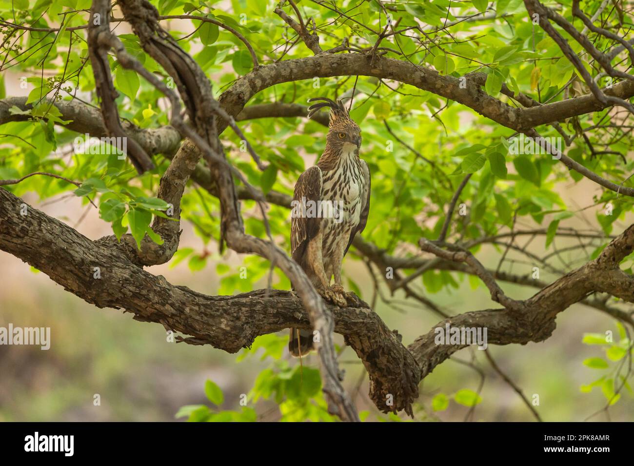 changeable or crested hawk eagle or nisaetus cirrhatus closeup perched on tree in natural green background at bandhavgarh national park tiger reserve Stock Photo