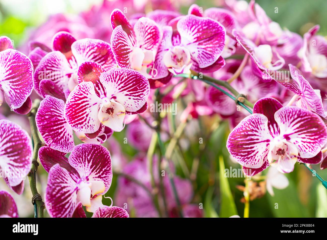 Flowers beautiful purple orchid phalaenopsis. Stock Photo