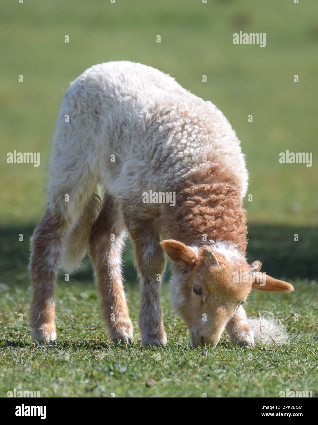 Cute newborn sheep (lambs) on a sunny day in spring Stock Photo