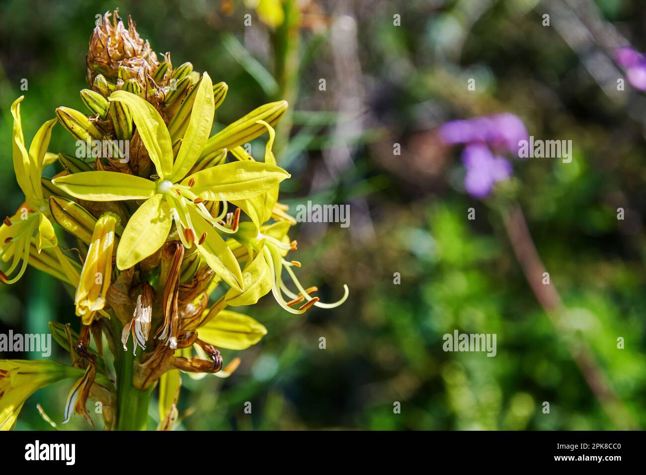 Blossom yellow asphodel flower on the meadow with blurred background. Abstract nature and herbal backgrounds Stock Photo