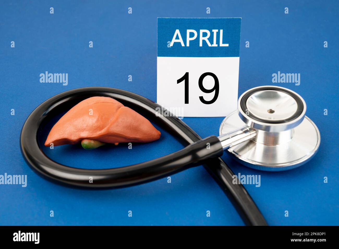 April 19th calendar and liver human artificial with stethoscope medical. World Liver Day