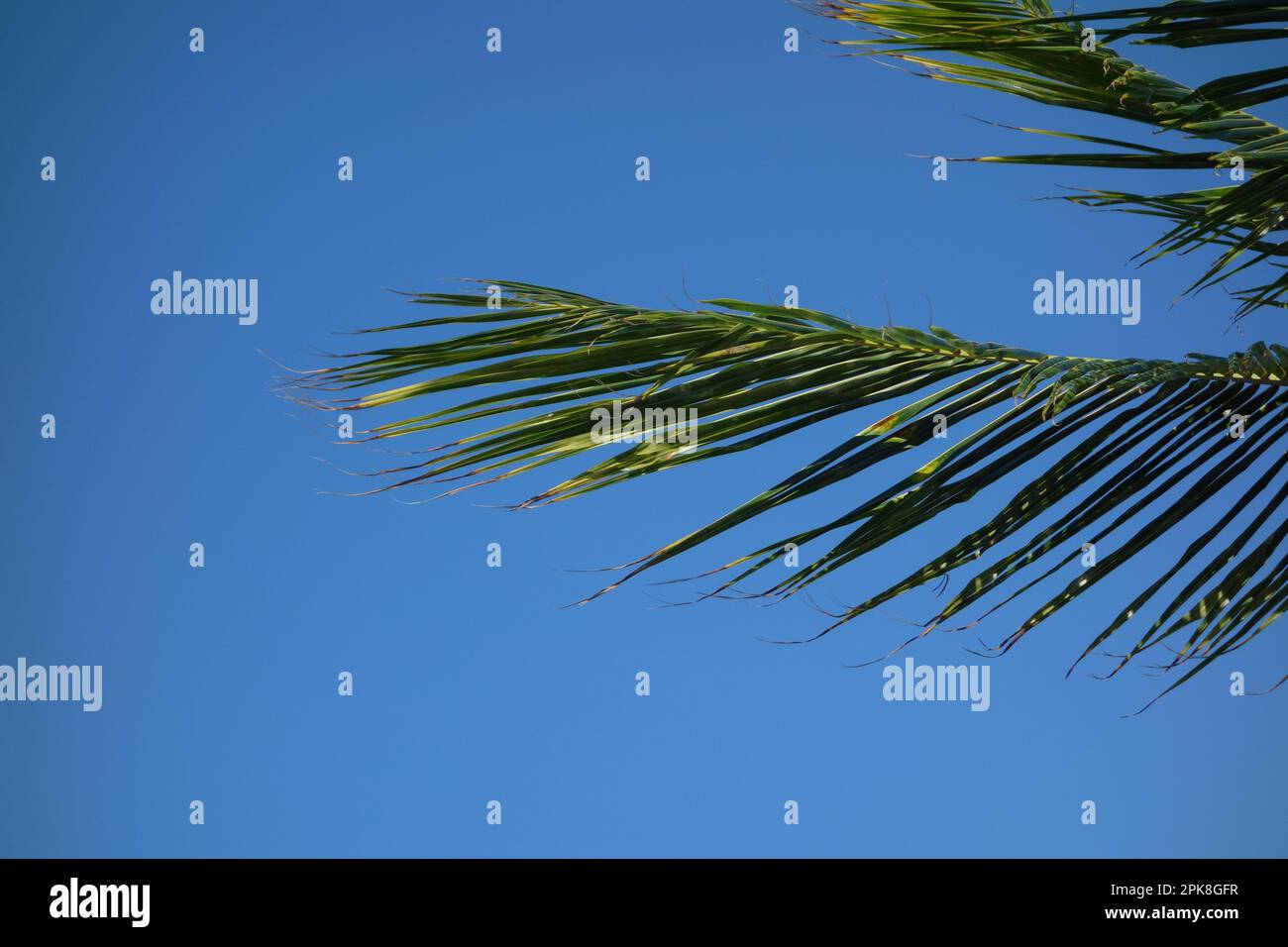 Close up Section of 'Washingtonia Robusta' Tropical Palm Tree (Mexican Fan Palm) with Bright Blue Sky Background on Caribbean Beach, Mexico. Stock Photo