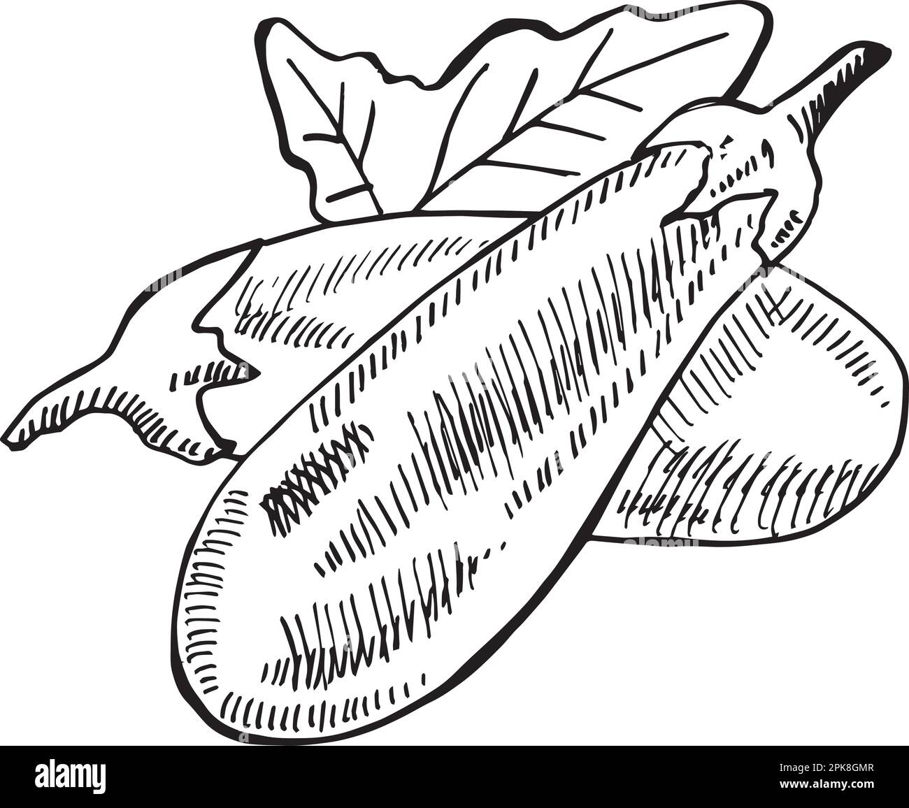 Hand Drawn sketch Eggplant, half a eggplant and a slice. Black and