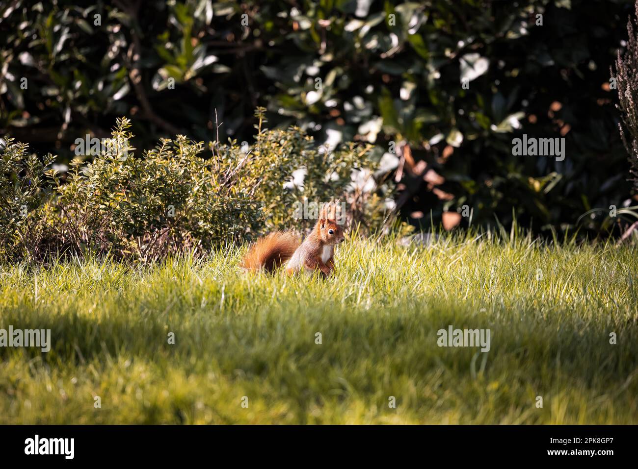 Red squirrel in grass in a garden in the warm light of spring in Germany, Europe Stock Photo