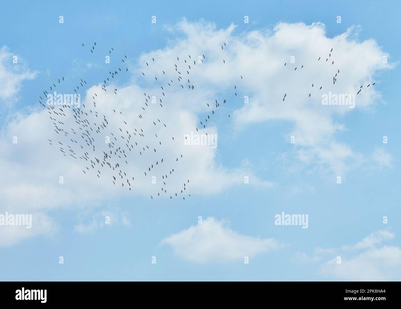 Cumulus clouds on blue sky, texture background. Stock Photo