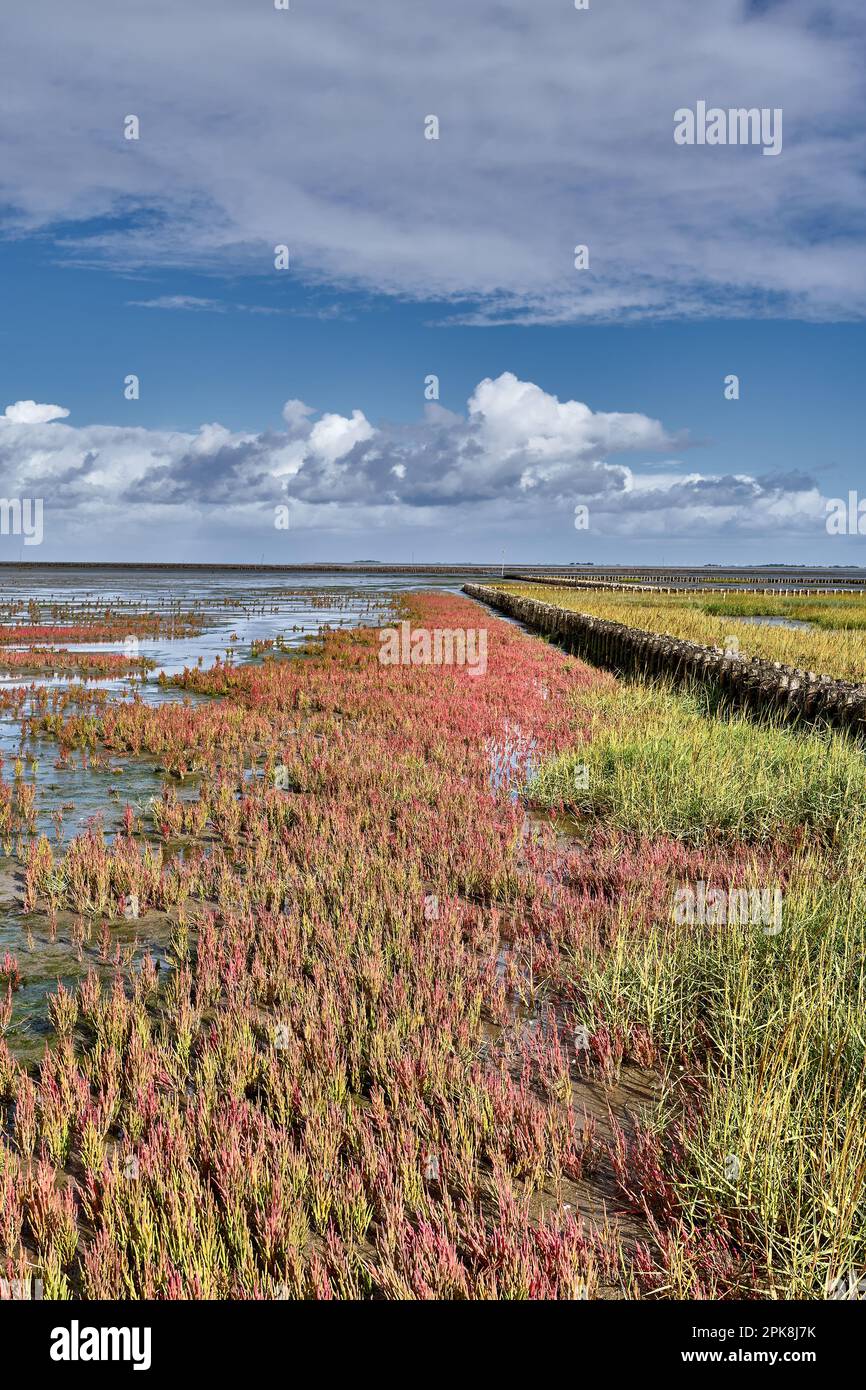 Salt Marsh with common glasswort (Salicornia europaea) on Eiderstedt Peninsula,North Sea,North Frisia,Germany Stock Photo