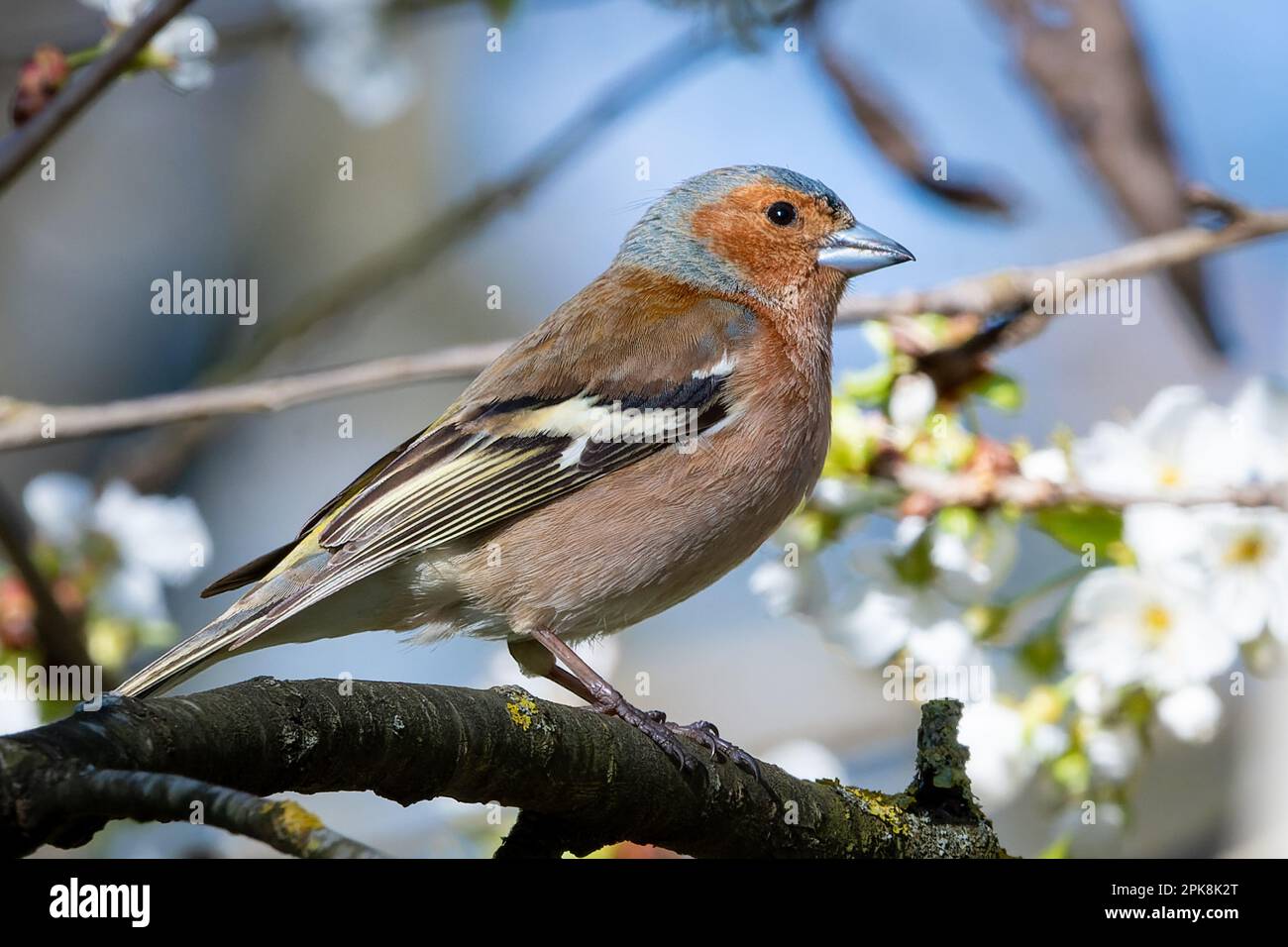 Small brown passerine bird hi-res stock photography and images - Alamy