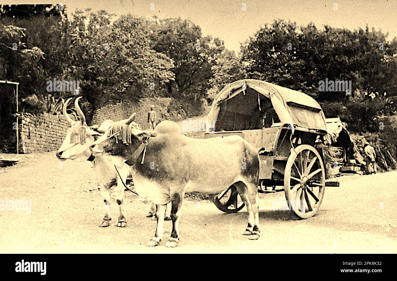 Red Cross cart and oxen, Dagshai, a cantonment town in the Solan